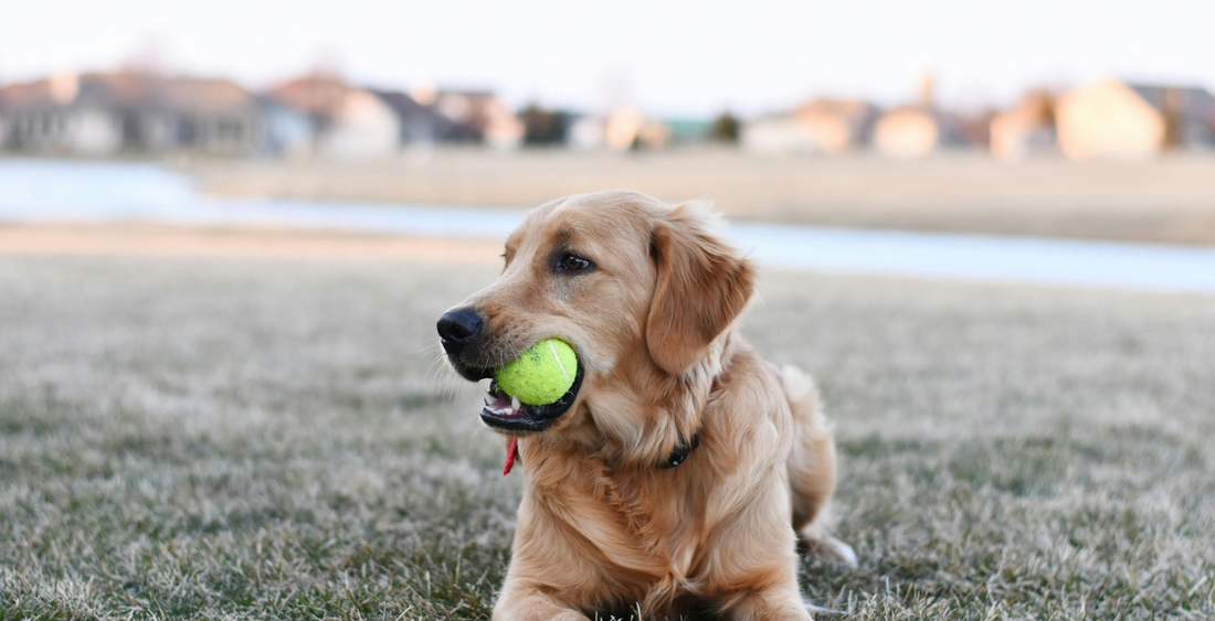 Dog Toy Storage Box Benefits