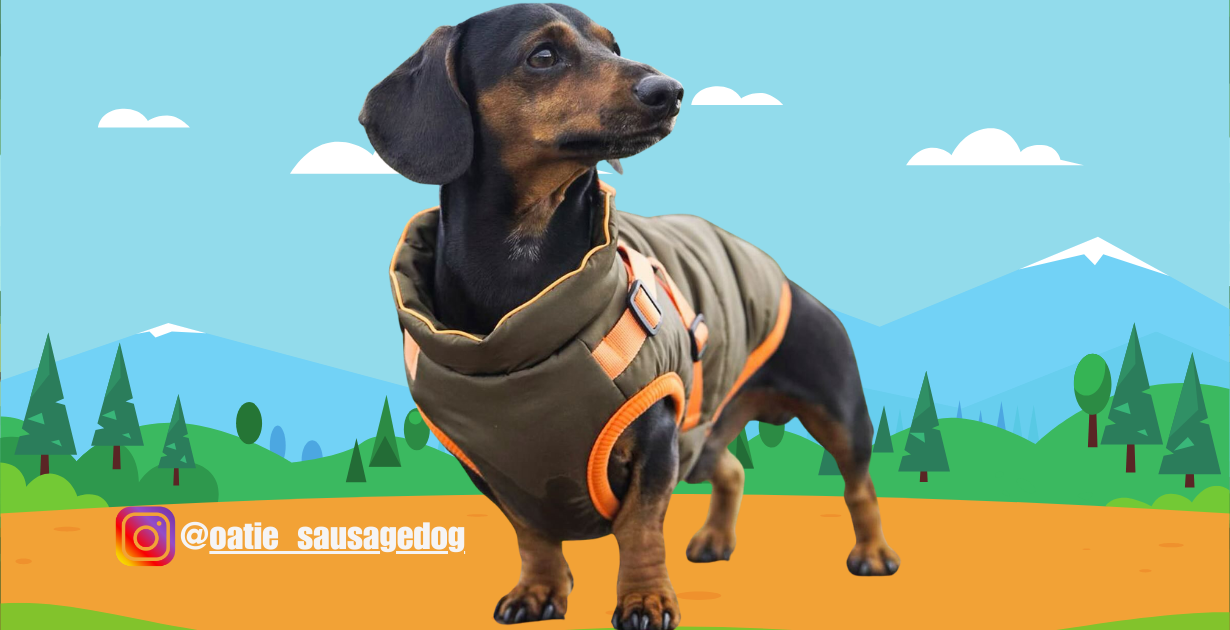 Oatie the Sausage Dog (Dachshund)