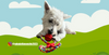 Winnie the Westie  (West Highland White Terrier)