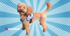 Lucy the toy poodle (Toy Poodle Blog)