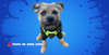 Bertie (Border Terrier Breed)