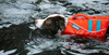 Are Dog Life Jackets Safe ?