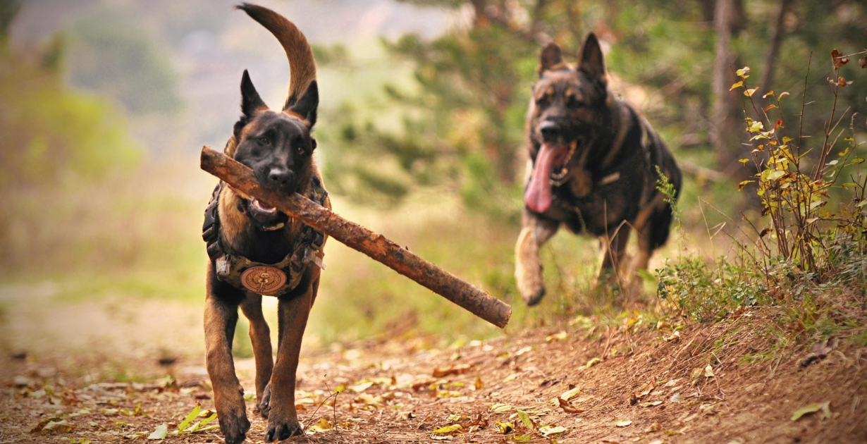 What Are Dog Years ? How do you work them out ?