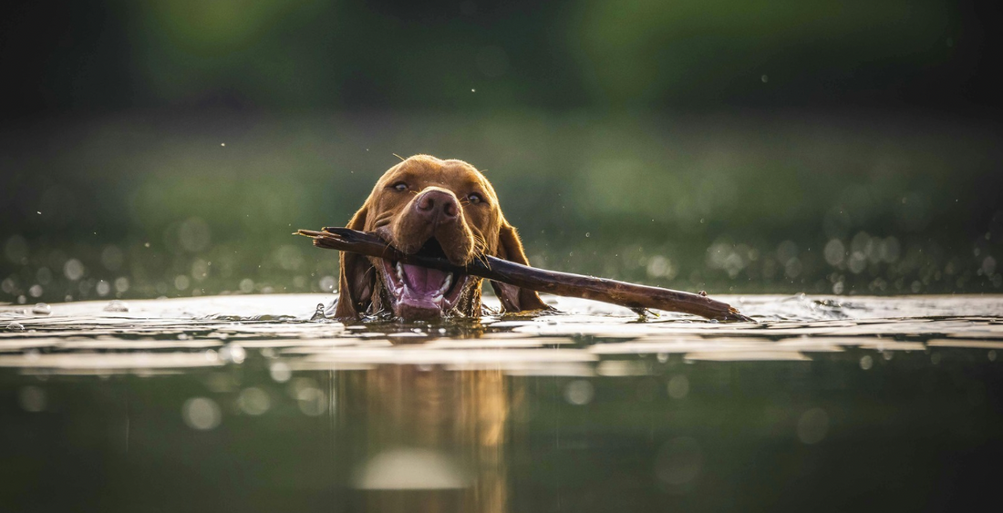 Can All Dogs Swim