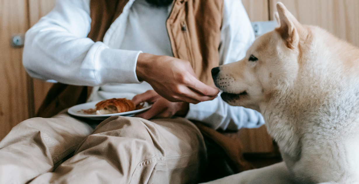 Easy Dog Treat Recipes