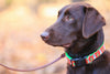 Dogerys.com: Unleashing Excellence in Canine Accessories