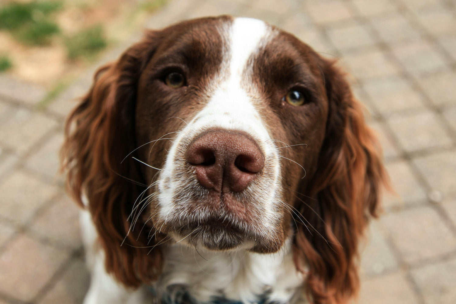 Whiskers Wonders: The Fascinating World of Why Dogs Have Whiskers