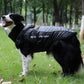 dog raincoat