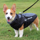 dog raincoat