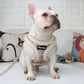 Comfort harness with leash-DOGERYS