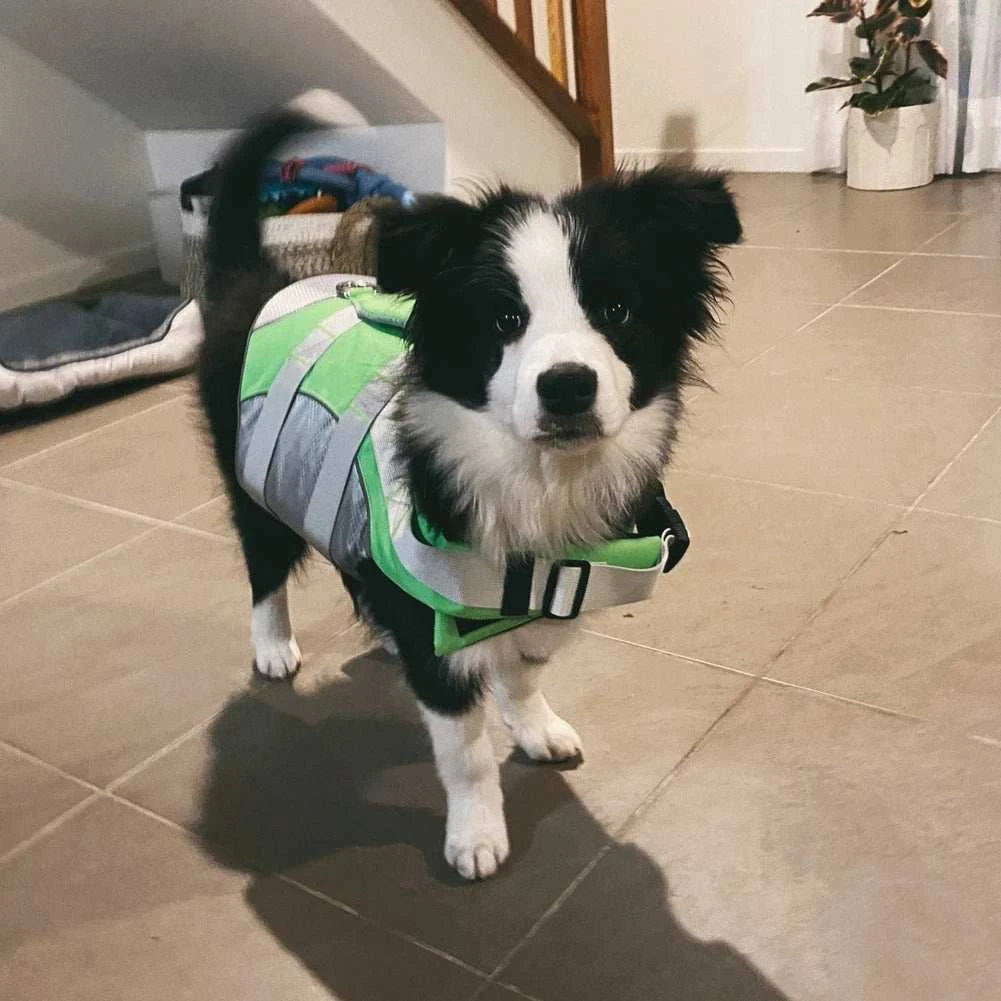 dog life jacket