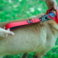 Dog collar and lead set-DOGERYS