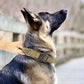 Dog Collars