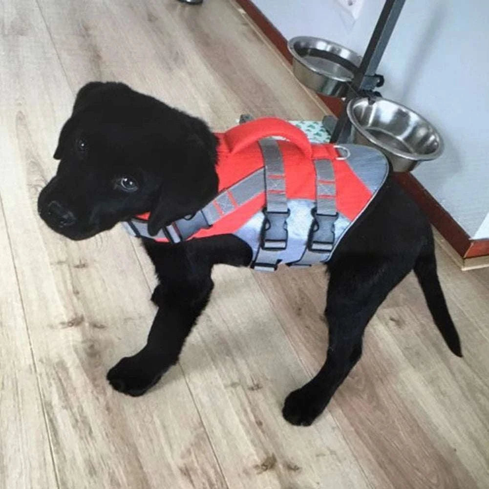 dog life jacket