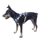 Dog Harness With Name-DOGERYS