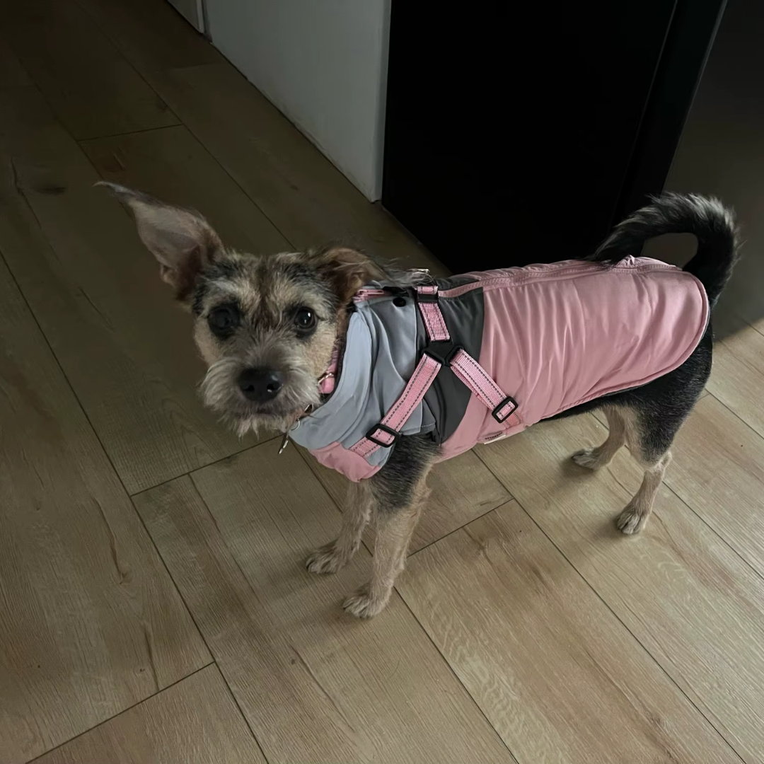 Dog Jacket With Built In Harness