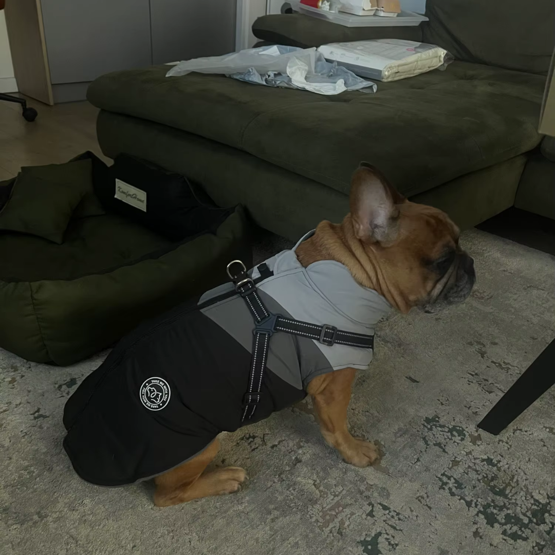 Dog Jacket With Built In Harness