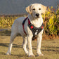 no pull dog harness